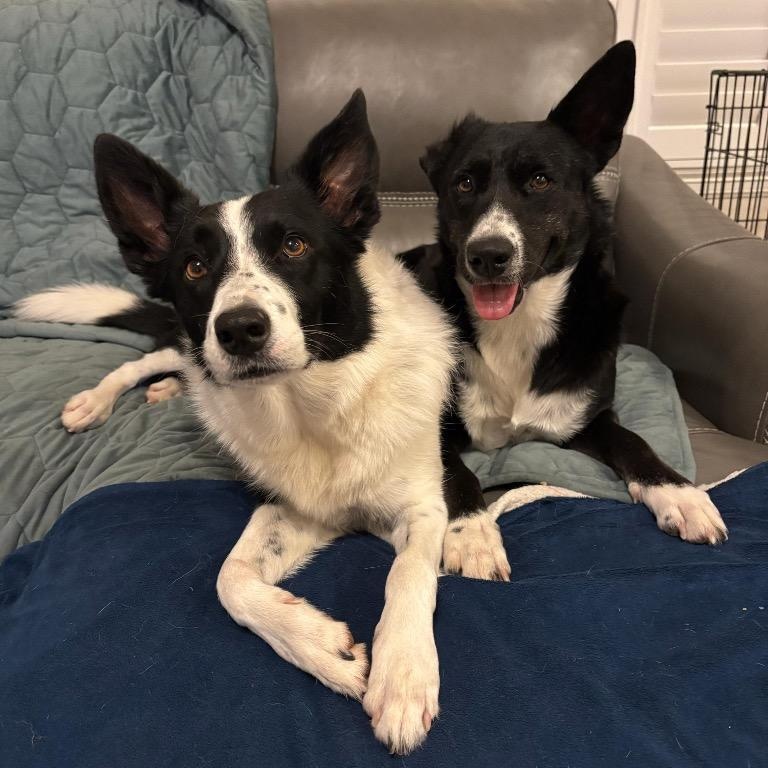 Enlarge Katie, a ADOPTABLE mixed breed in Houston, TX image 3/6