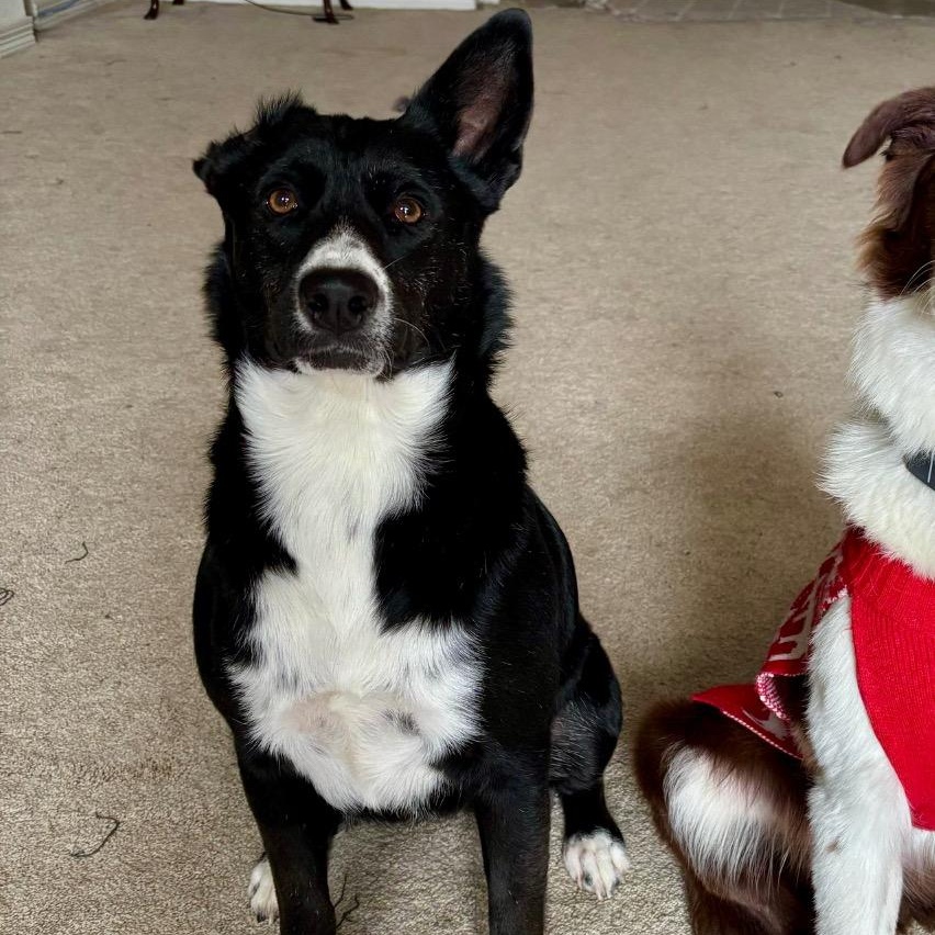 Katie, ADOPTABLE, Adult Female Border Collie & Black Labrador Retriever.