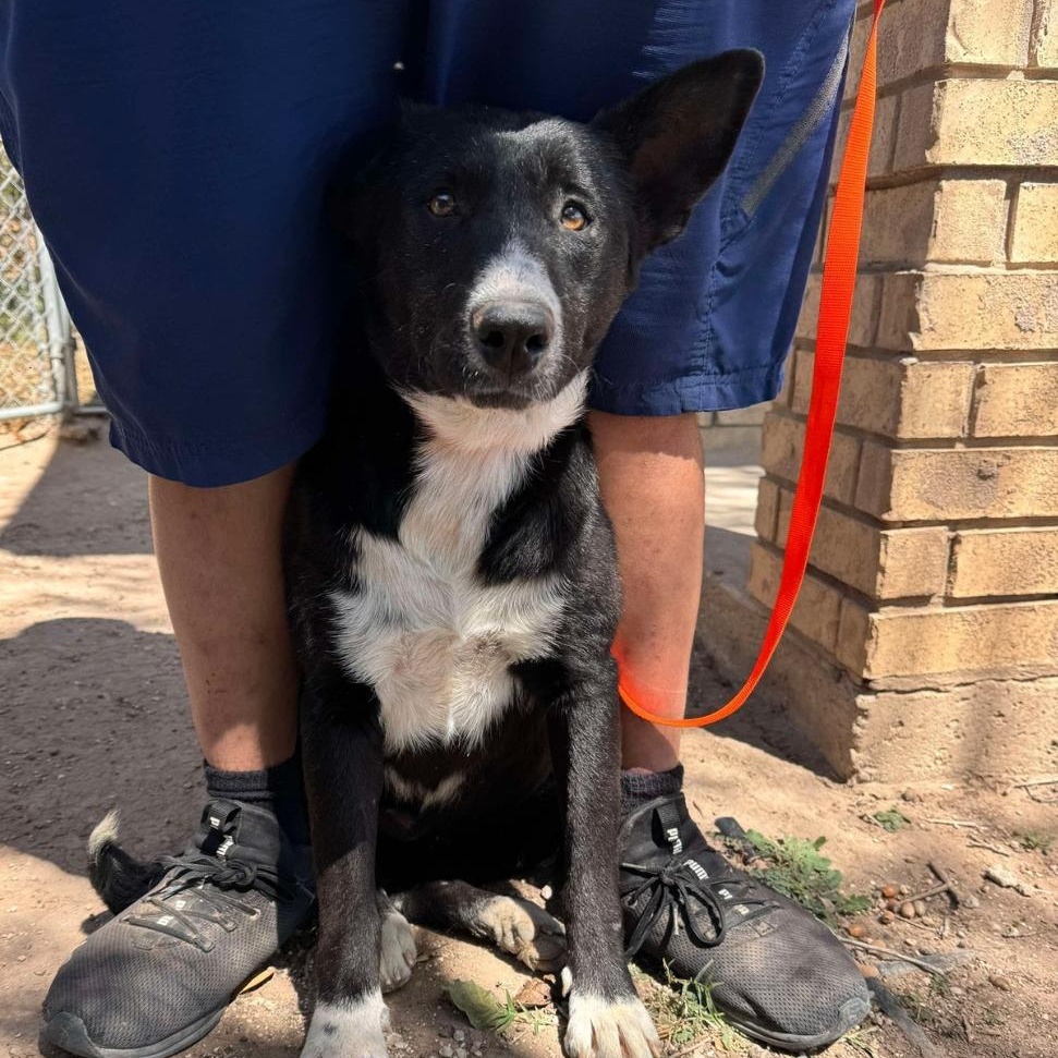 Enlarge Katie, a ADOPTABLE mixed breed in Houston, TX image 5/6