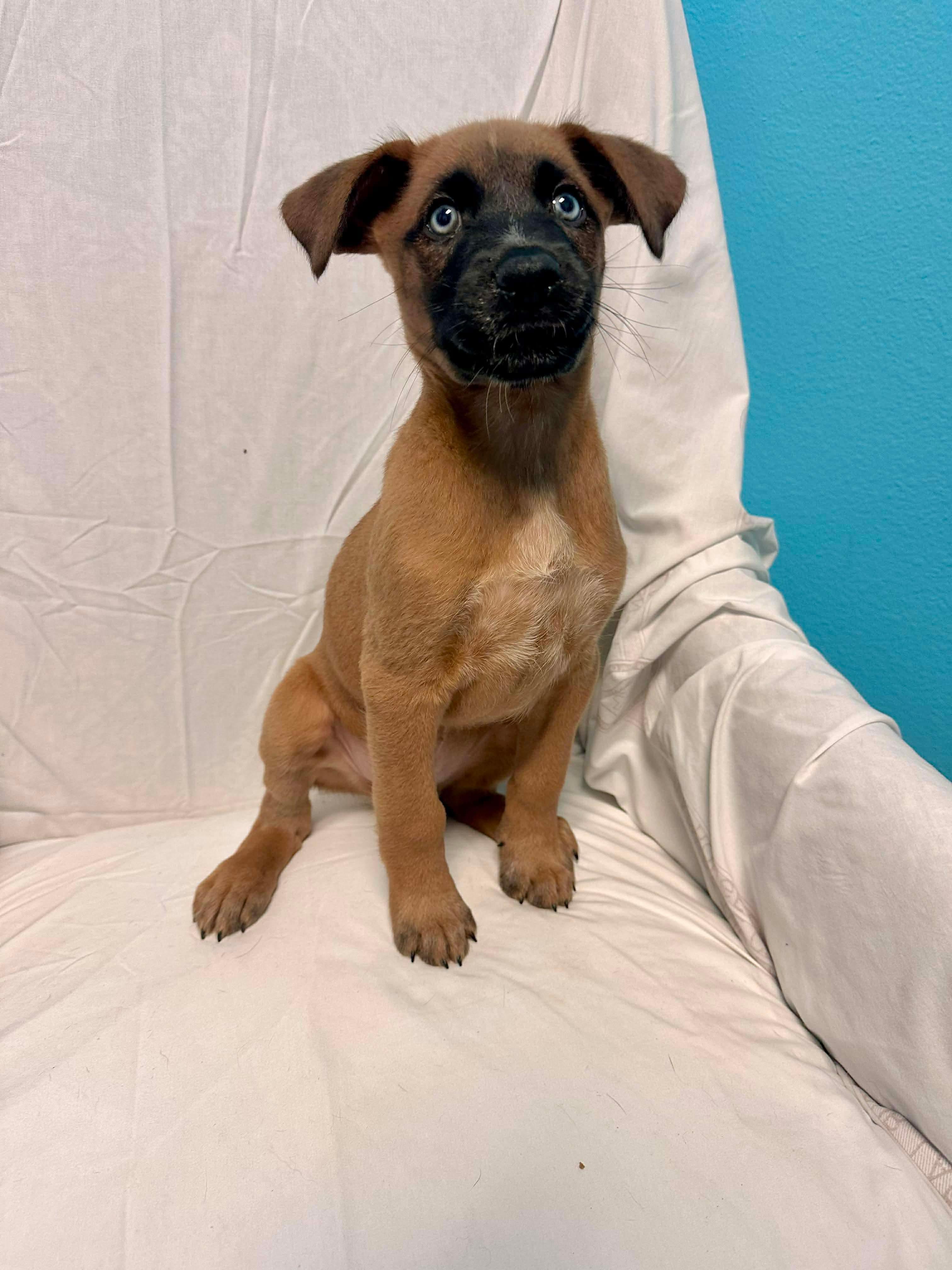 Enlarge Cypress, an adopted Shepherd in Walker, LA image 2/4