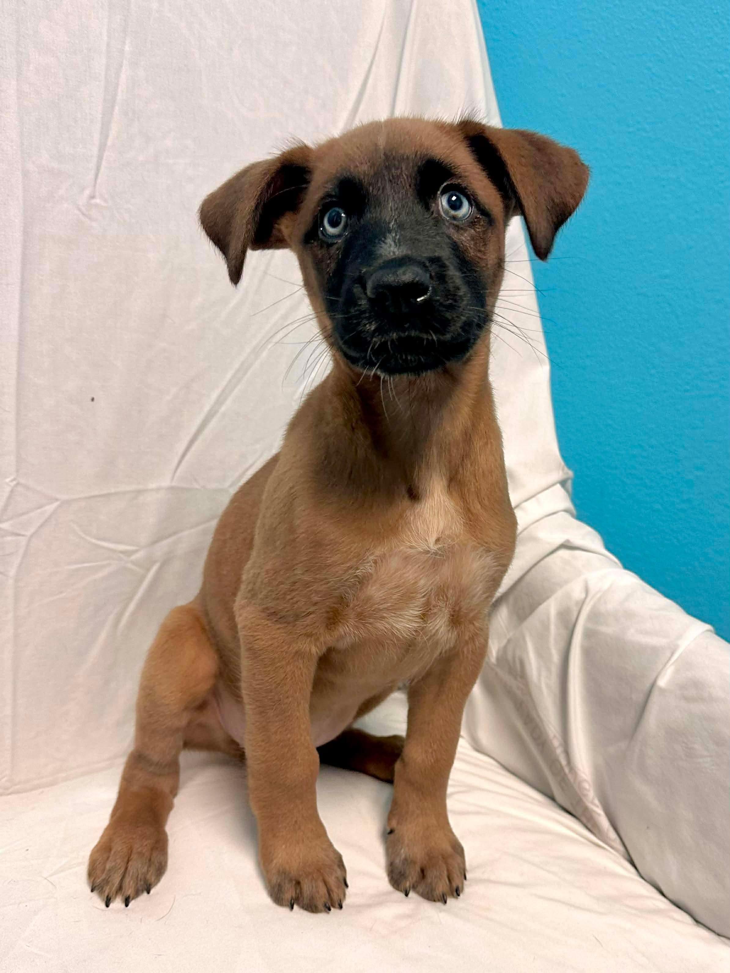 Cypress, Adoptable, Puppy Male Shepherd.