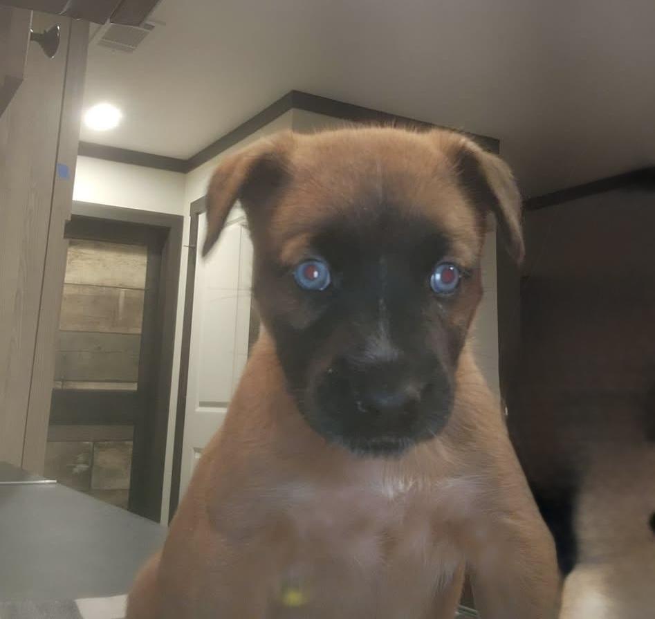 Cypress, Adoptable, Puppy Male Shepherd.