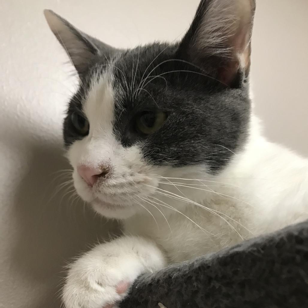 Knife, Adoptable, Adult Male Domestic Short Hair.