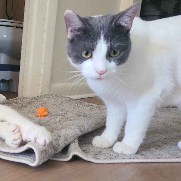 Knife, Adoptable, Adult Male Domestic Short Hair.