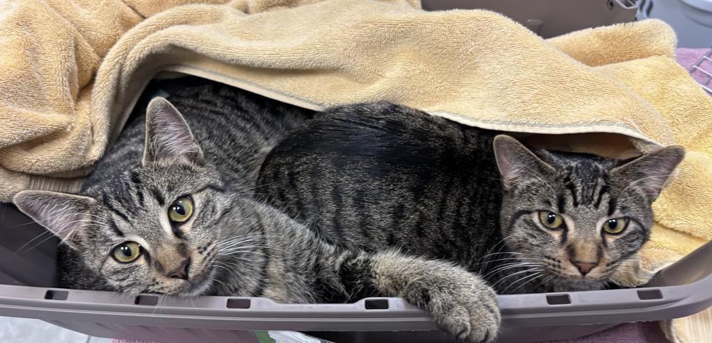 Pepper, Adoptable, Young Male Domestic Short Hair.