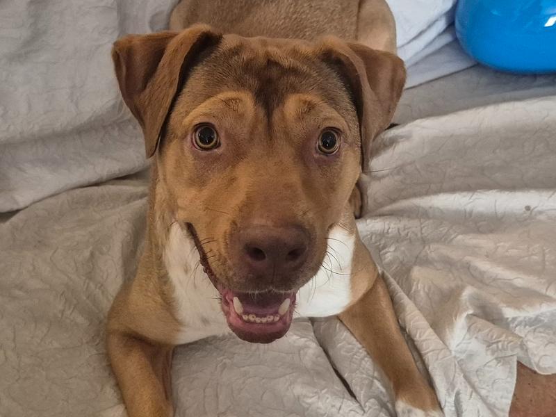 Enlarge CANELITA, a Adoptable mixed breed in Richmond, TX image 1/4