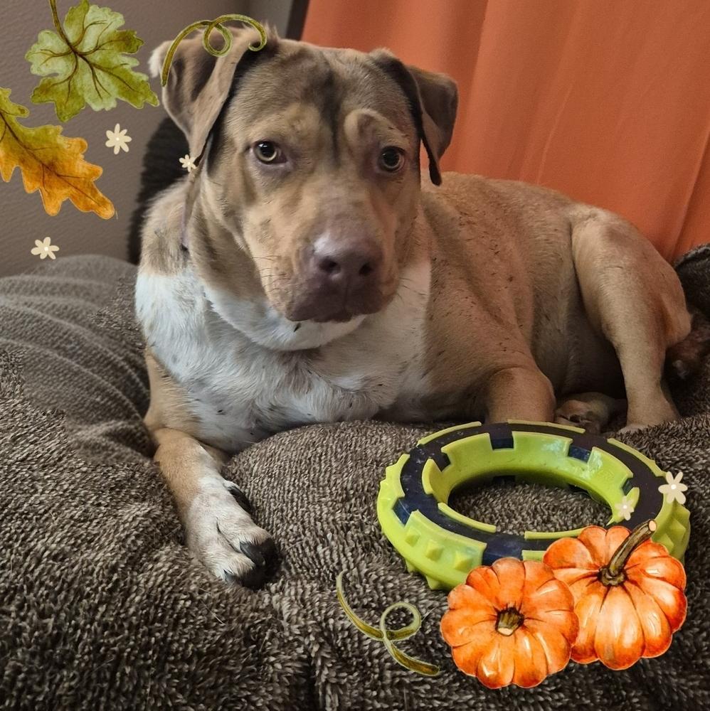 Enlarge CANELITA, a Adoptable mixed breed in Richmond, TX image 3/4