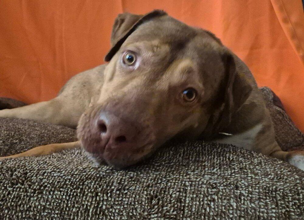 Enlarge CANELITA, a Adoptable mixed breed in Richmond, TX image 4/4
