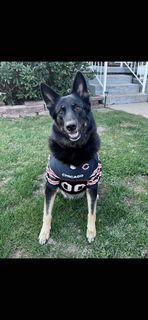 Enlarge Kita 7278, a Adoptable German Shepherd Dog in Centreville, VA image 1/3
