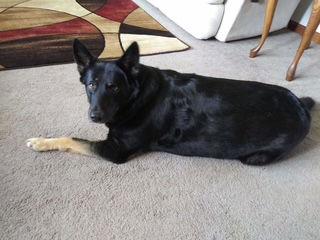 Enlarge Kita 7278, a Adoptable German Shepherd Dog in Centreville, VA image 2/3