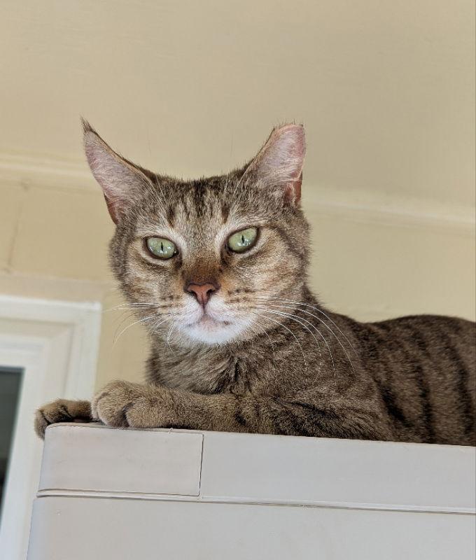 Arrowhead, Adoptable, Adult Male Domestic Short Hair & Bengal.