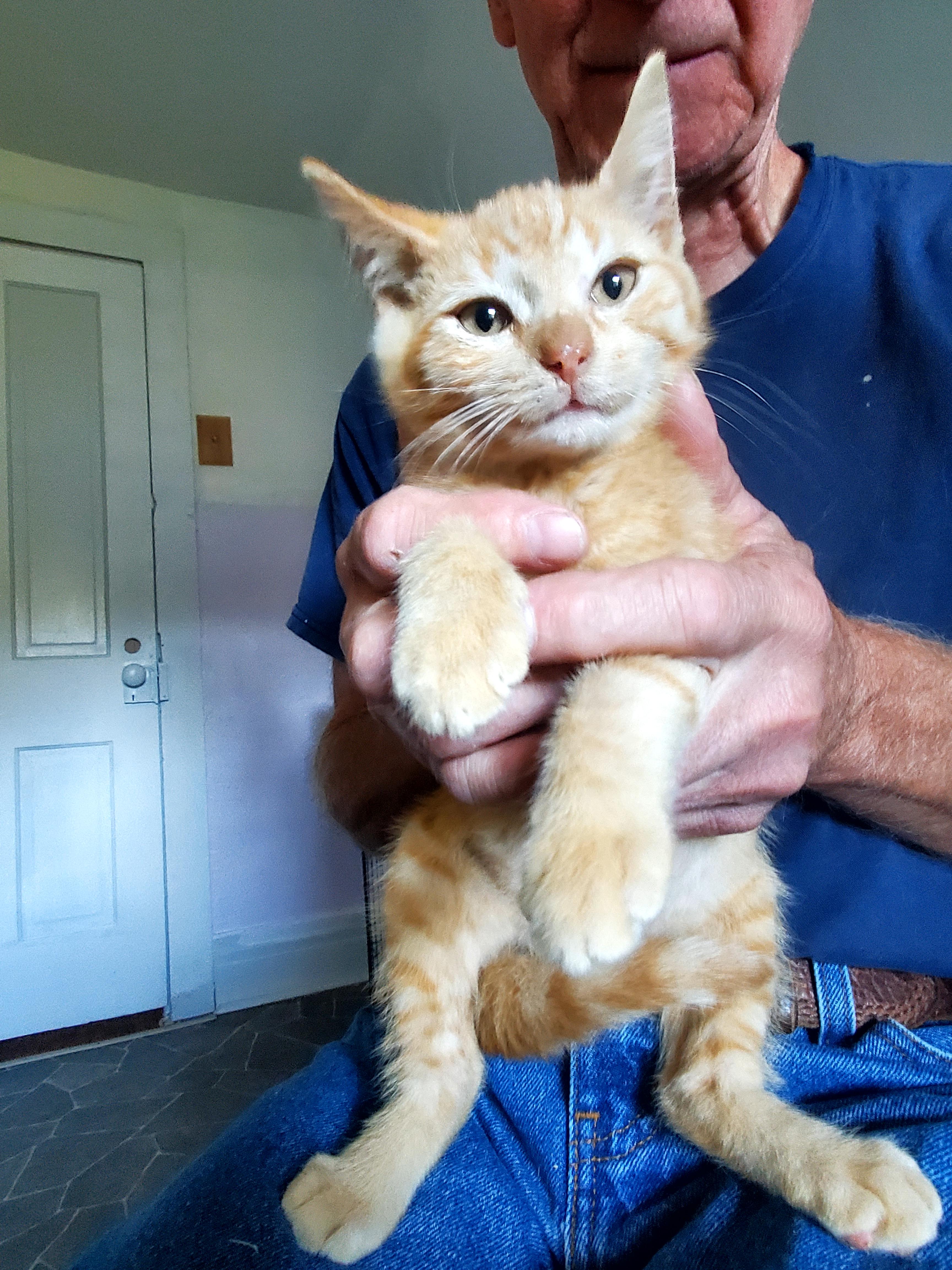 Enlarge Spice (& Pumpkie), a Adopted American Shorthair in Gladwin, MI image 6/6