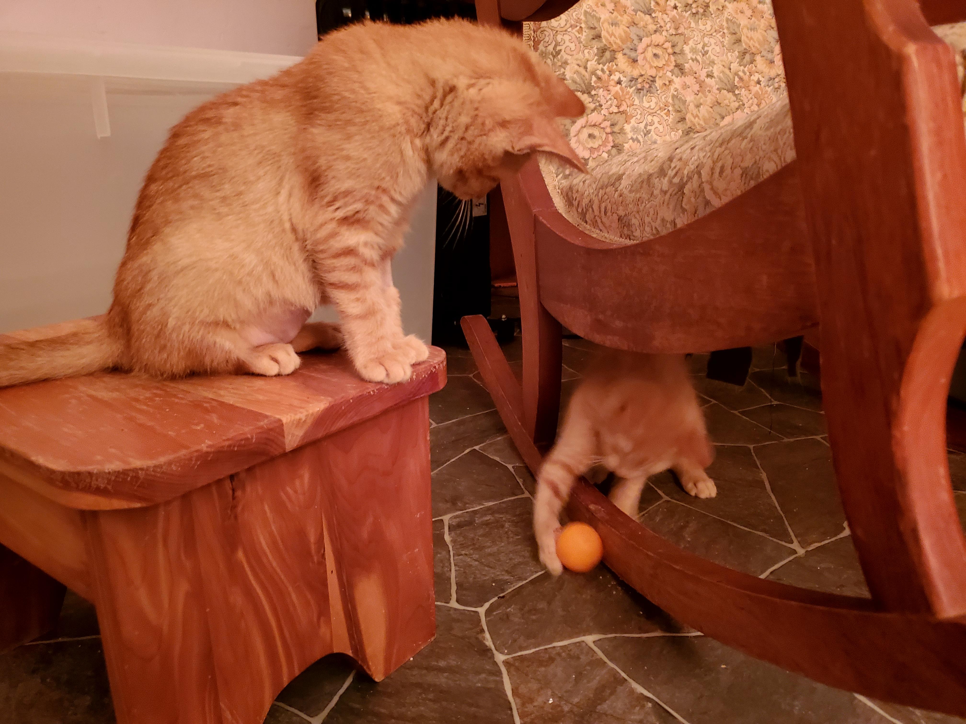 Enlarge Spice (& Pumpkie), a Adopted American Shorthair in Gladwin, MI image 4/6