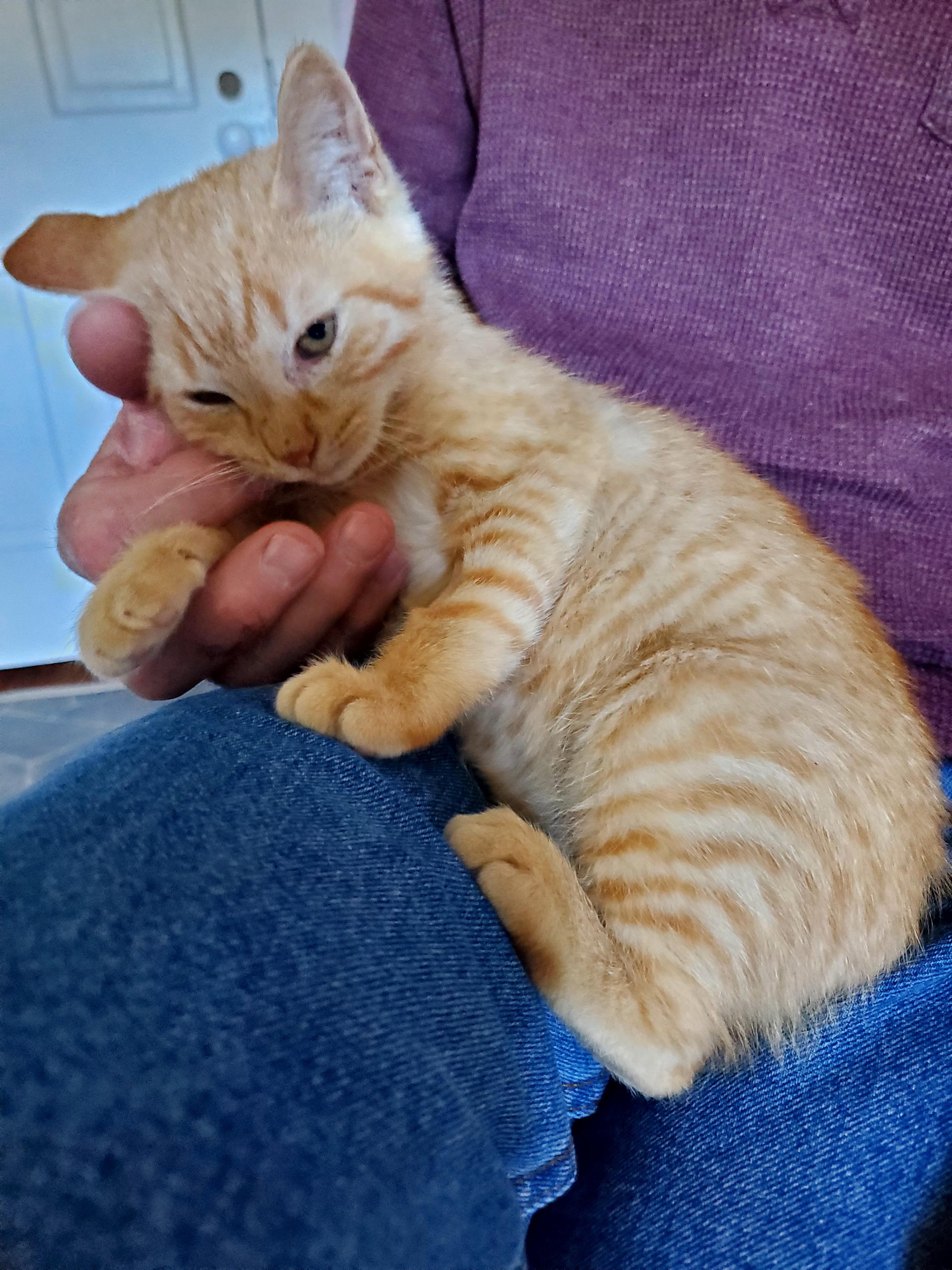 Enlarge Spice (& Pumpkie), a Adopted American Shorthair in Gladwin, MI image 3/6