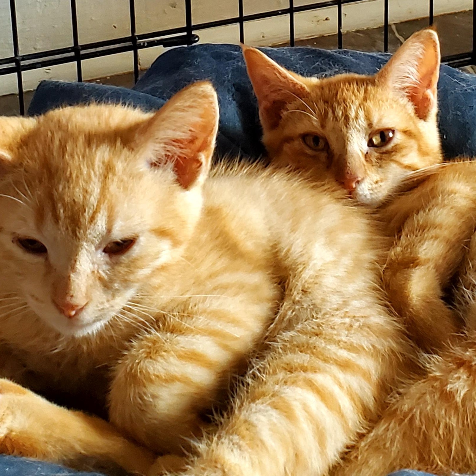 Enlarge Spice (& Pumpkie), a Adopted American Shorthair in Gladwin, MI image 5/6