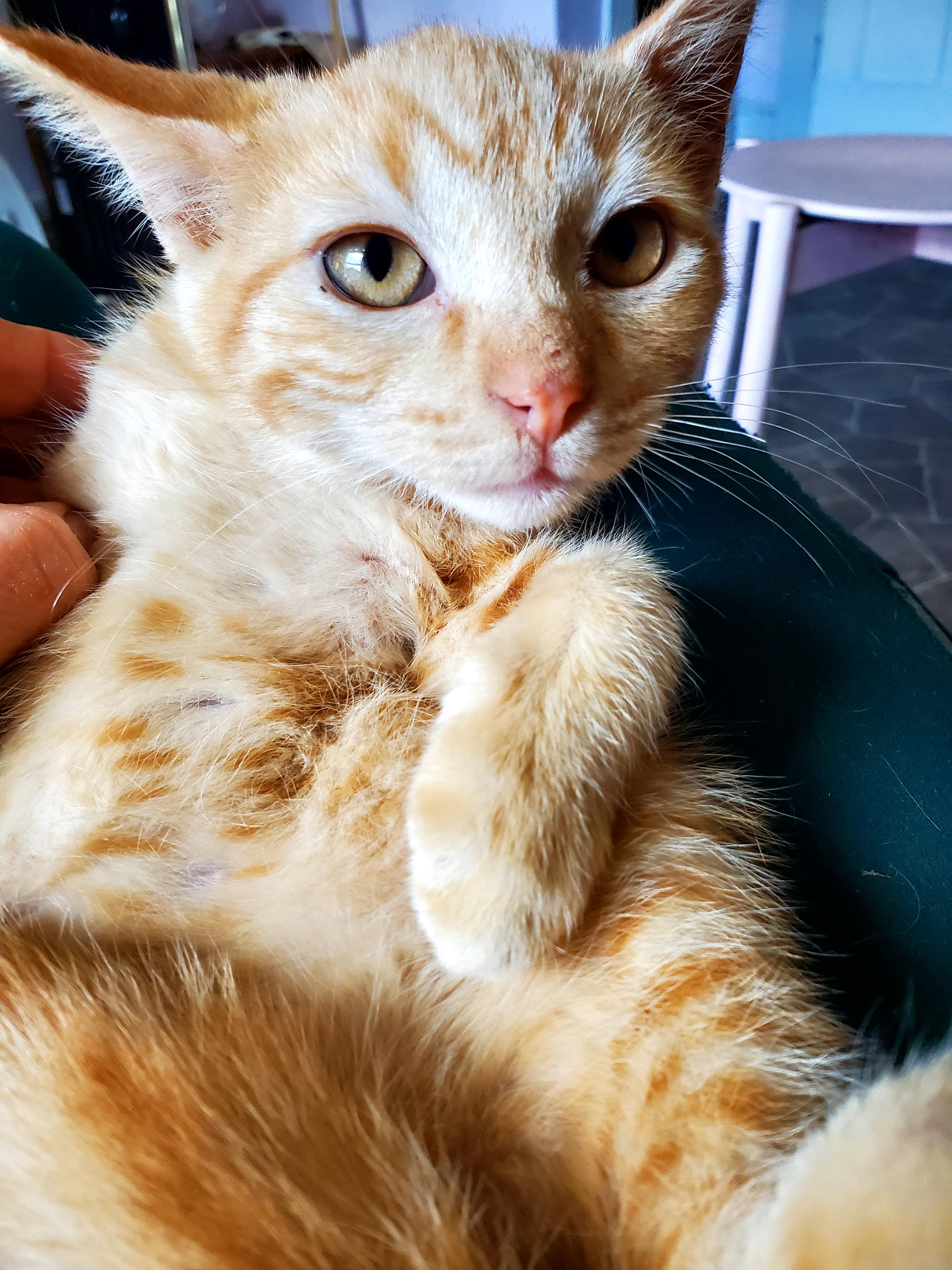 Enlarge Spice (& Pumpkie), a Adopted American Shorthair in Gladwin, MI image 2/6