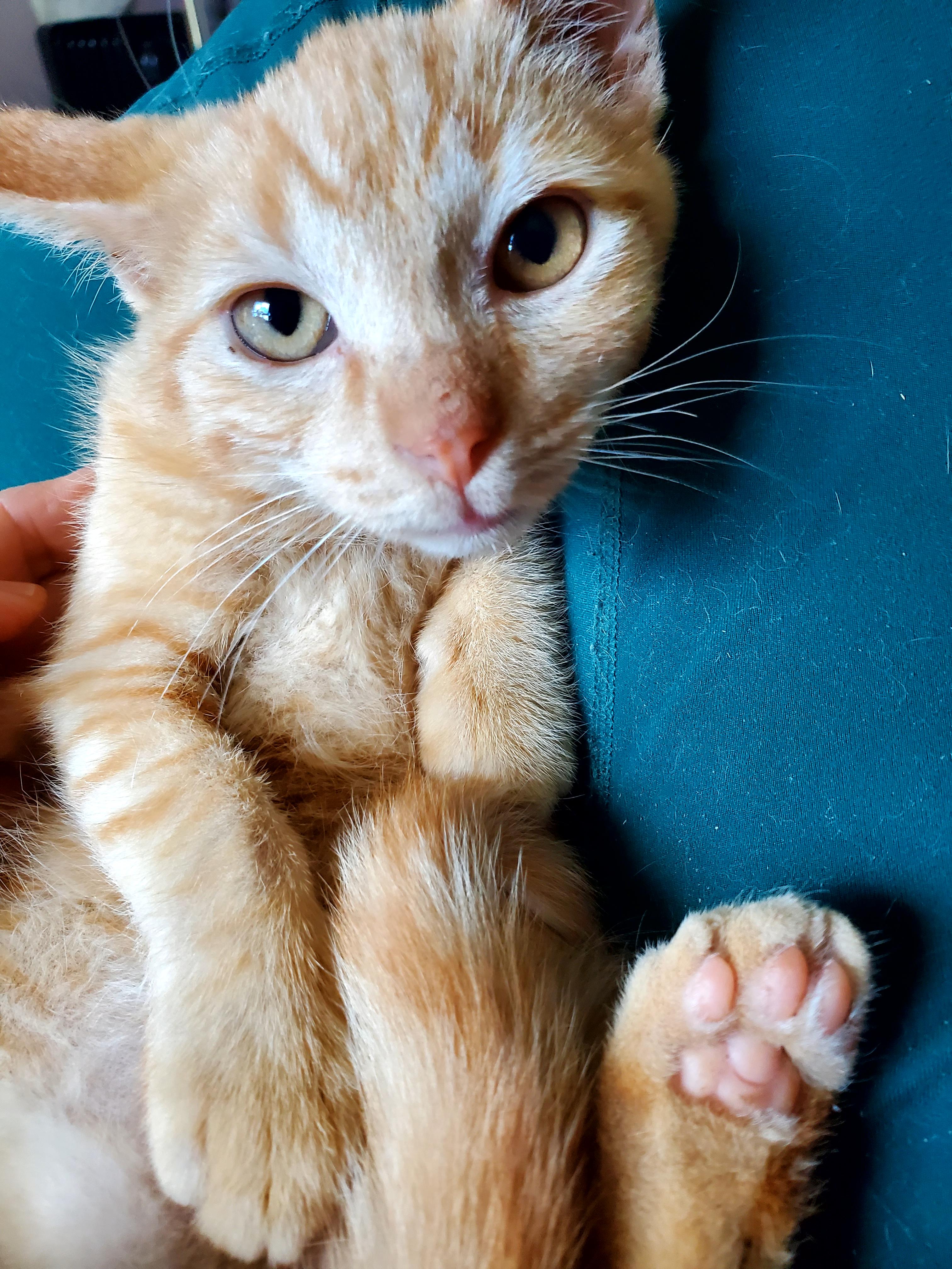 Spice (& Pumpkie), Adopted, Kitten Male American Shorthair.