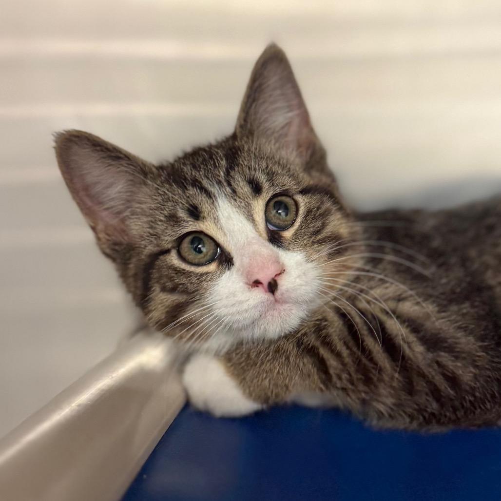 Kevin, Adoptable, Kitten Male Domestic Short Hair.