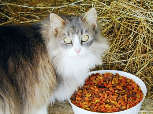Enlarge Barn Cats-Male/Fem, a Adoptable mixed breed in Blairsville, GA image 1/1