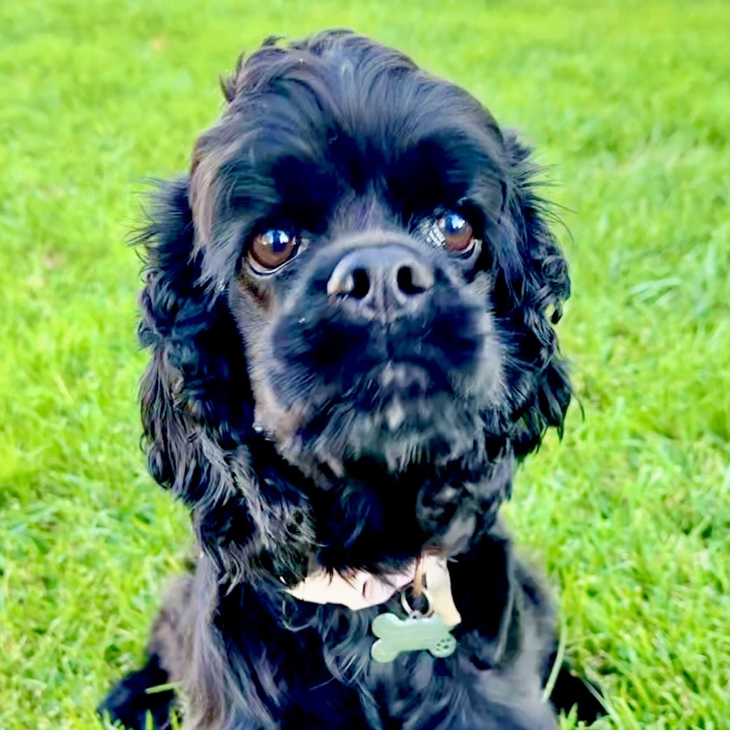 Celeste (CeCe), a Adoptable Cocker Spaniel in South San Francisco, CA image 3/6