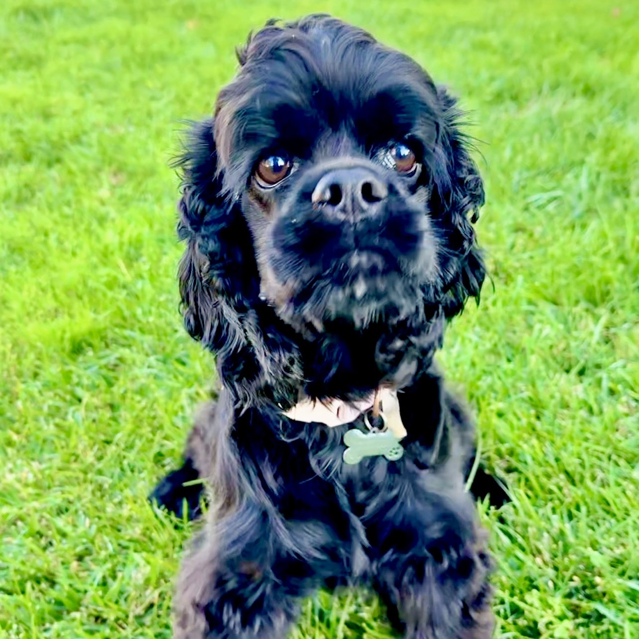 Celeste (CeCe), a Adoptable Cocker Spaniel in South San Francisco, CA image 5/6
