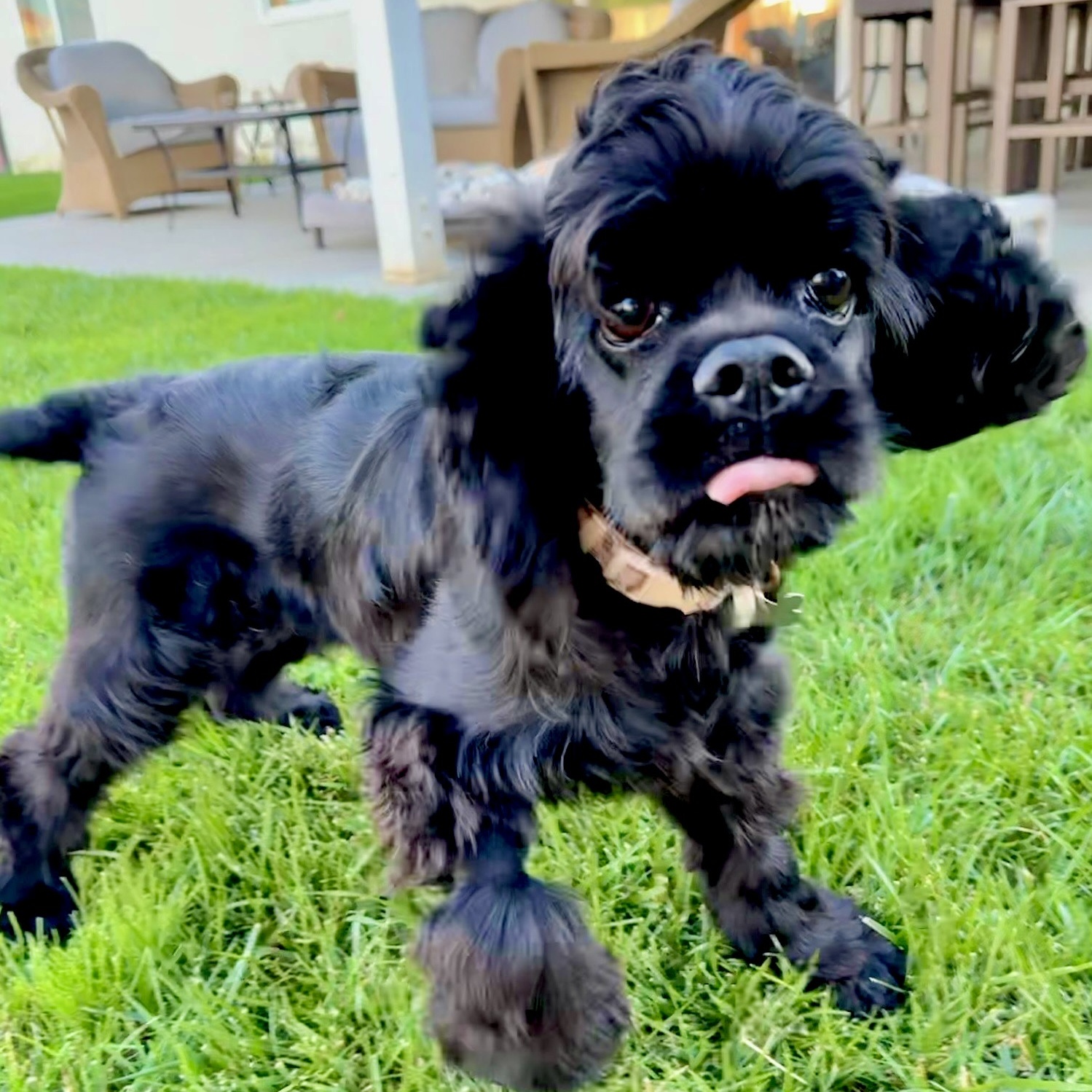 Celeste (CeCe), a Adoptable Cocker Spaniel in South San Francisco, CA image 2/6