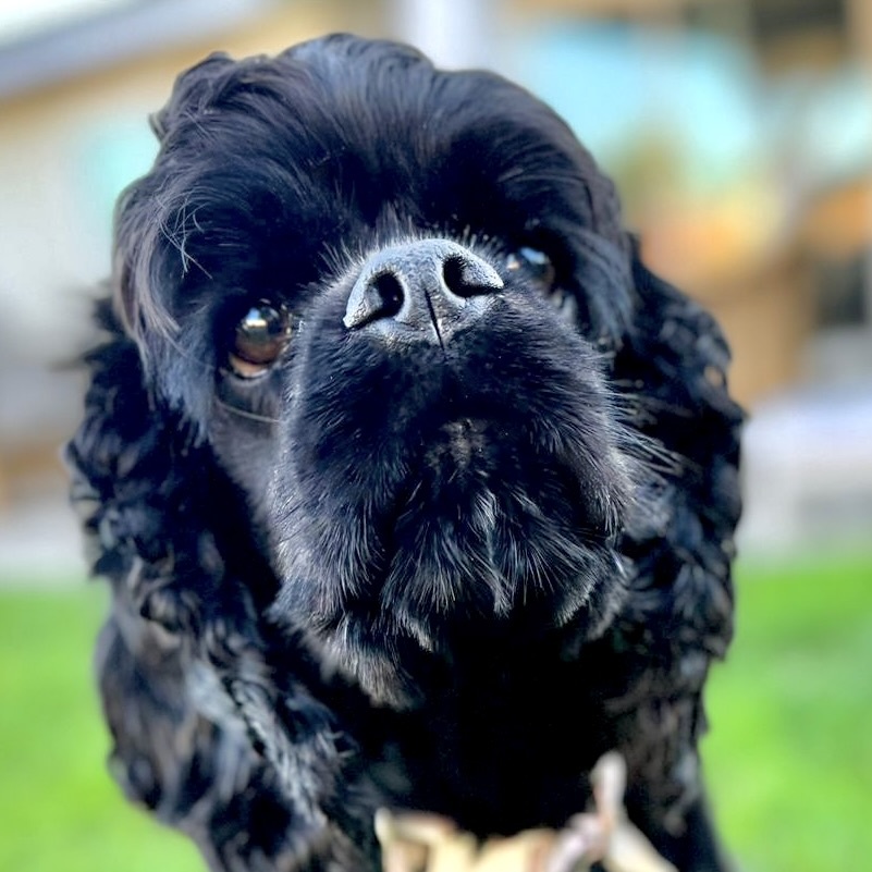 Celeste (CeCe), a Adoptable Cocker Spaniel in South San Francisco, CA image 4/6