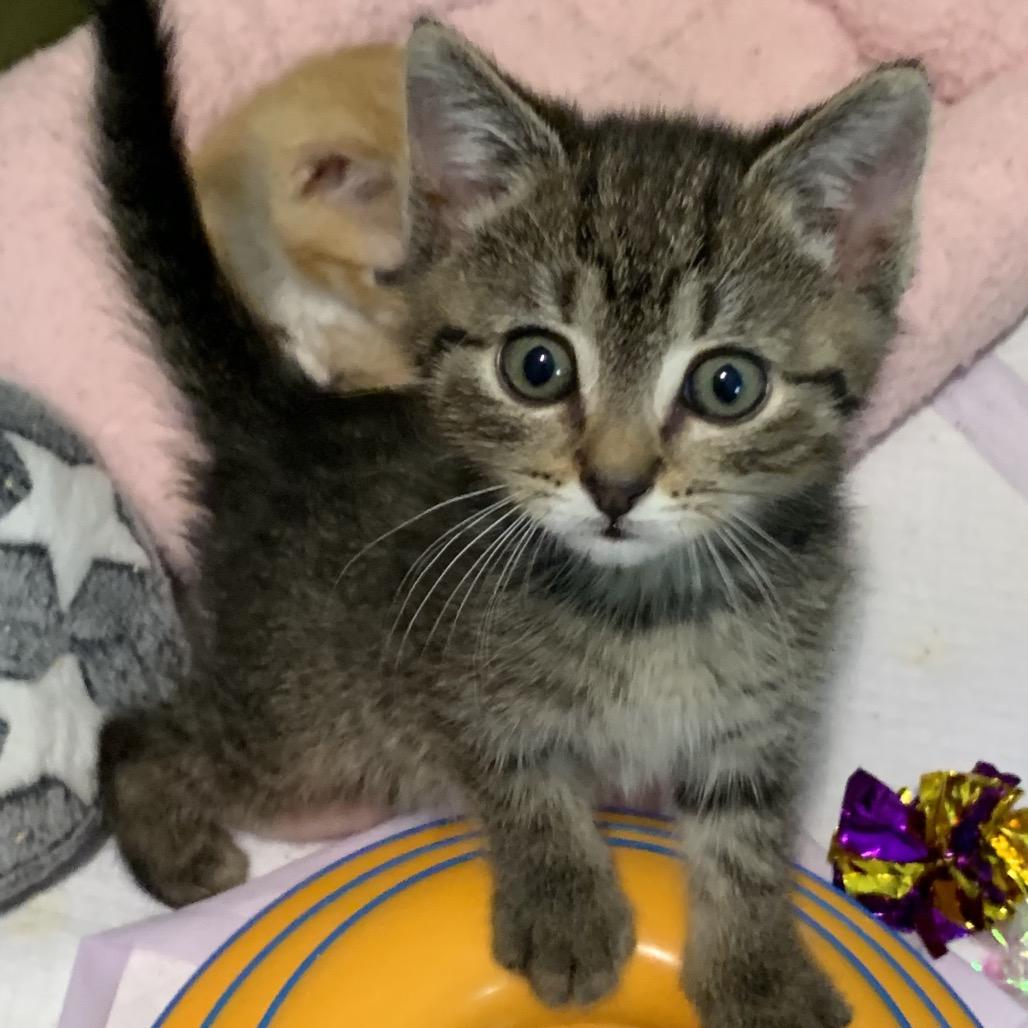 Rock, Adoptable, Kitten Male Domestic Short Hair.
