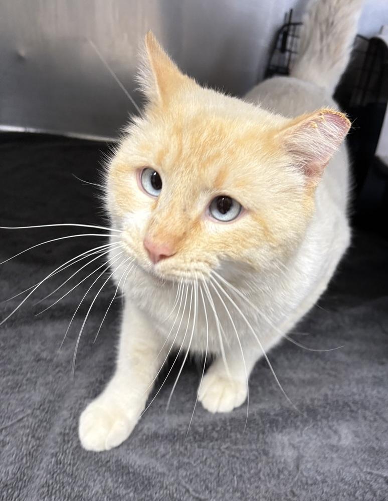 Felix ~ Indoor/Outdoor, Adoptable, Adult Male Domestic Short Hair & Siamese.