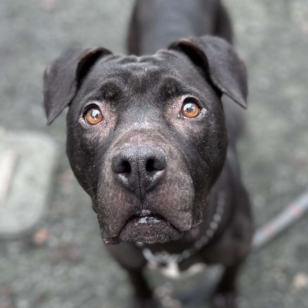 Enlarge Hera, a ADOPTABLE Pit Bull Terrier in Dublin, CA image 5/5