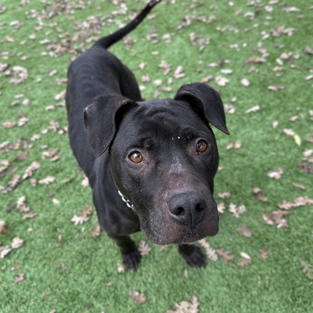 Enlarge Hera, a ADOPTABLE Pit Bull Terrier in Dublin, CA image 4/4