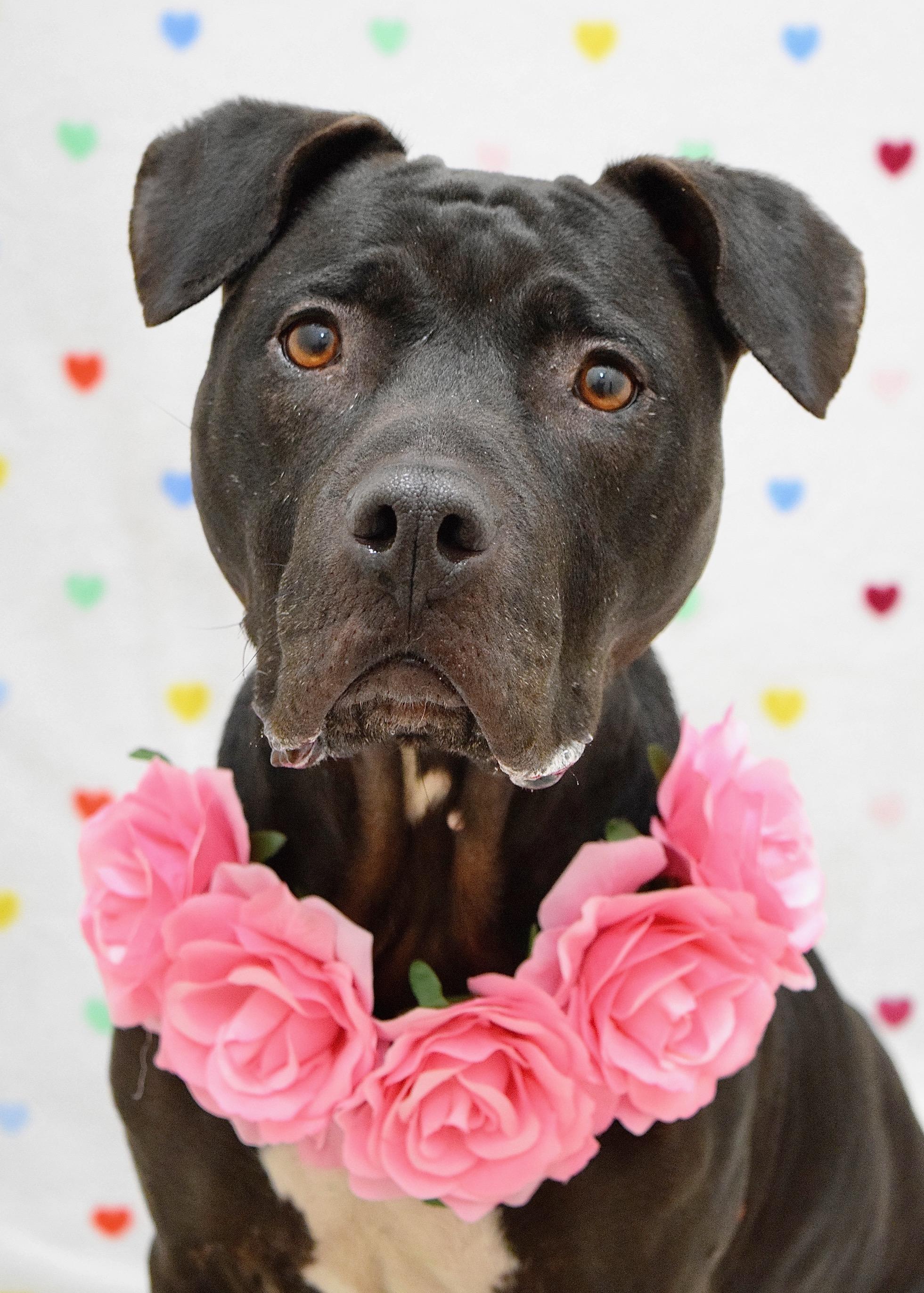 Hera, ADOPTABLE, Adult Female Pit Bull Terrier.