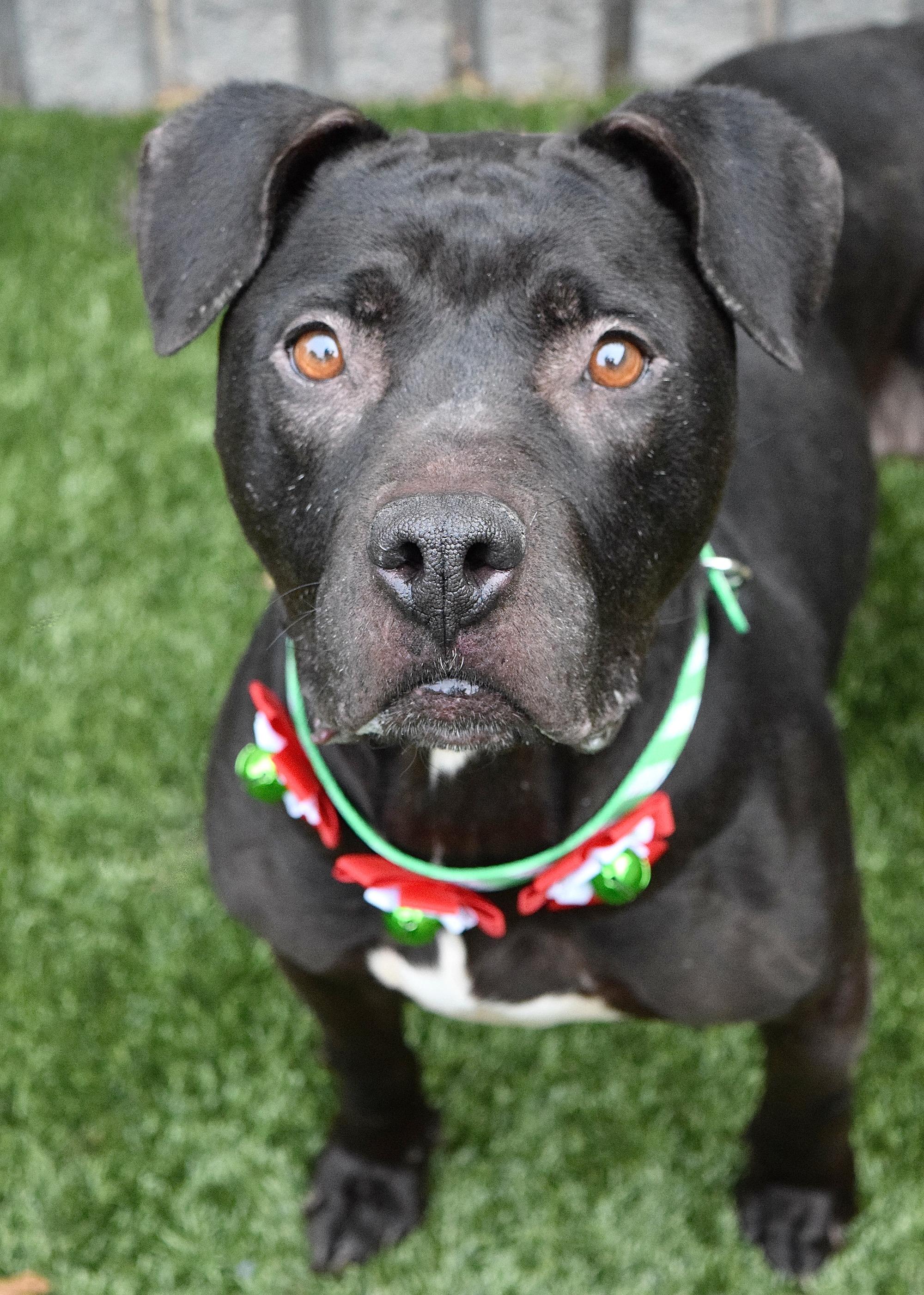 Hera, ADOPTABLE, Young Female Pit Bull Terrier.