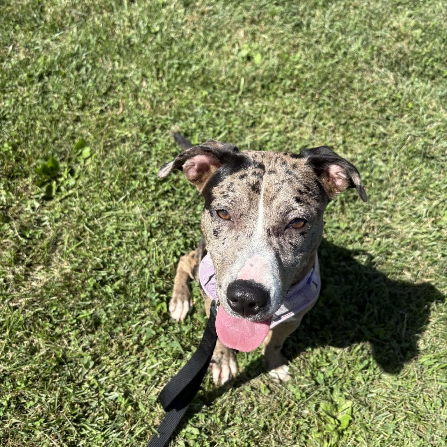 Pearl, a ADOPTABLE mixed breed in Burlington, CT image 2/6