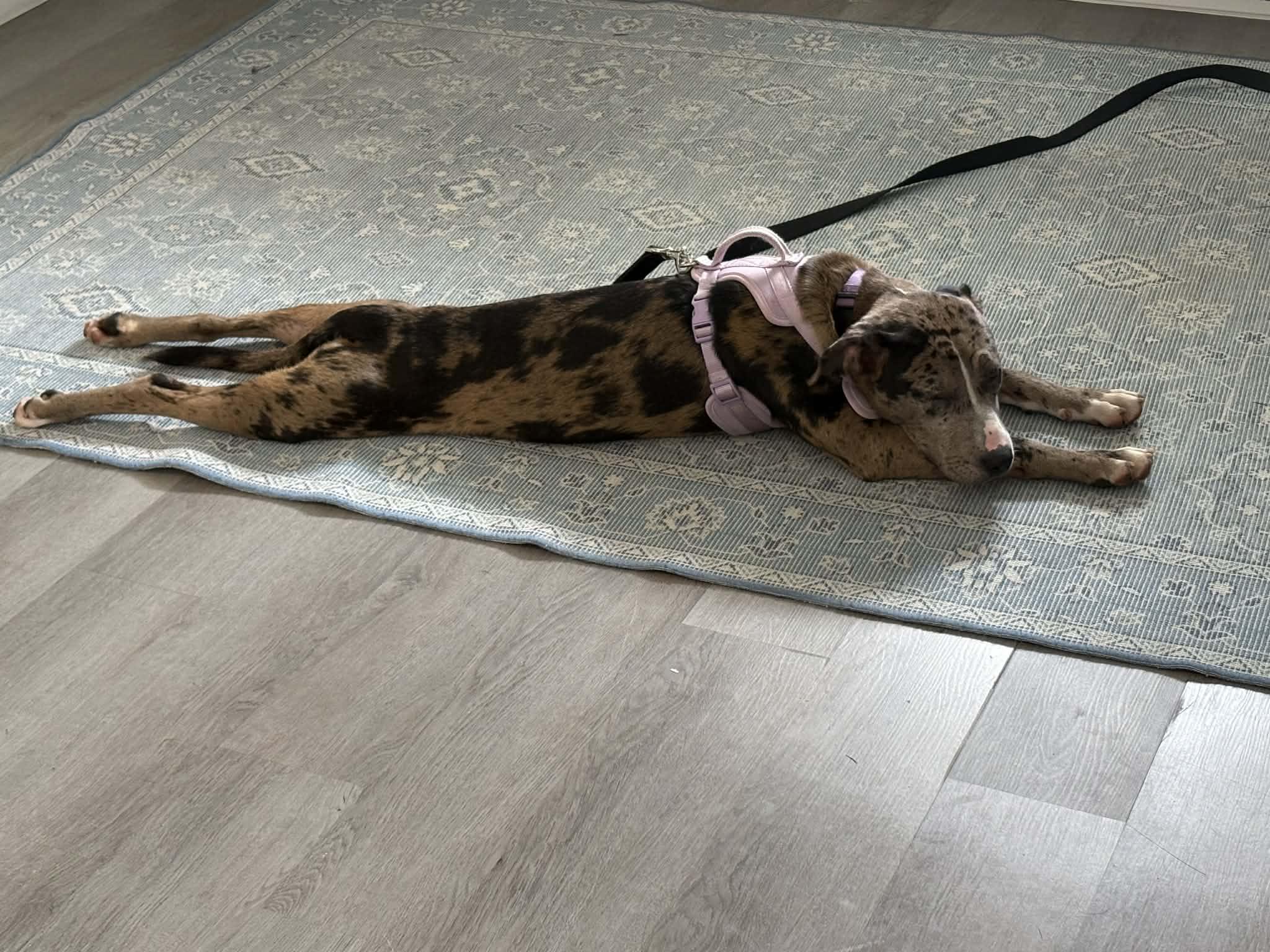 Pearl, a ADOPTABLE mixed breed in Burlington, CT image 3/6