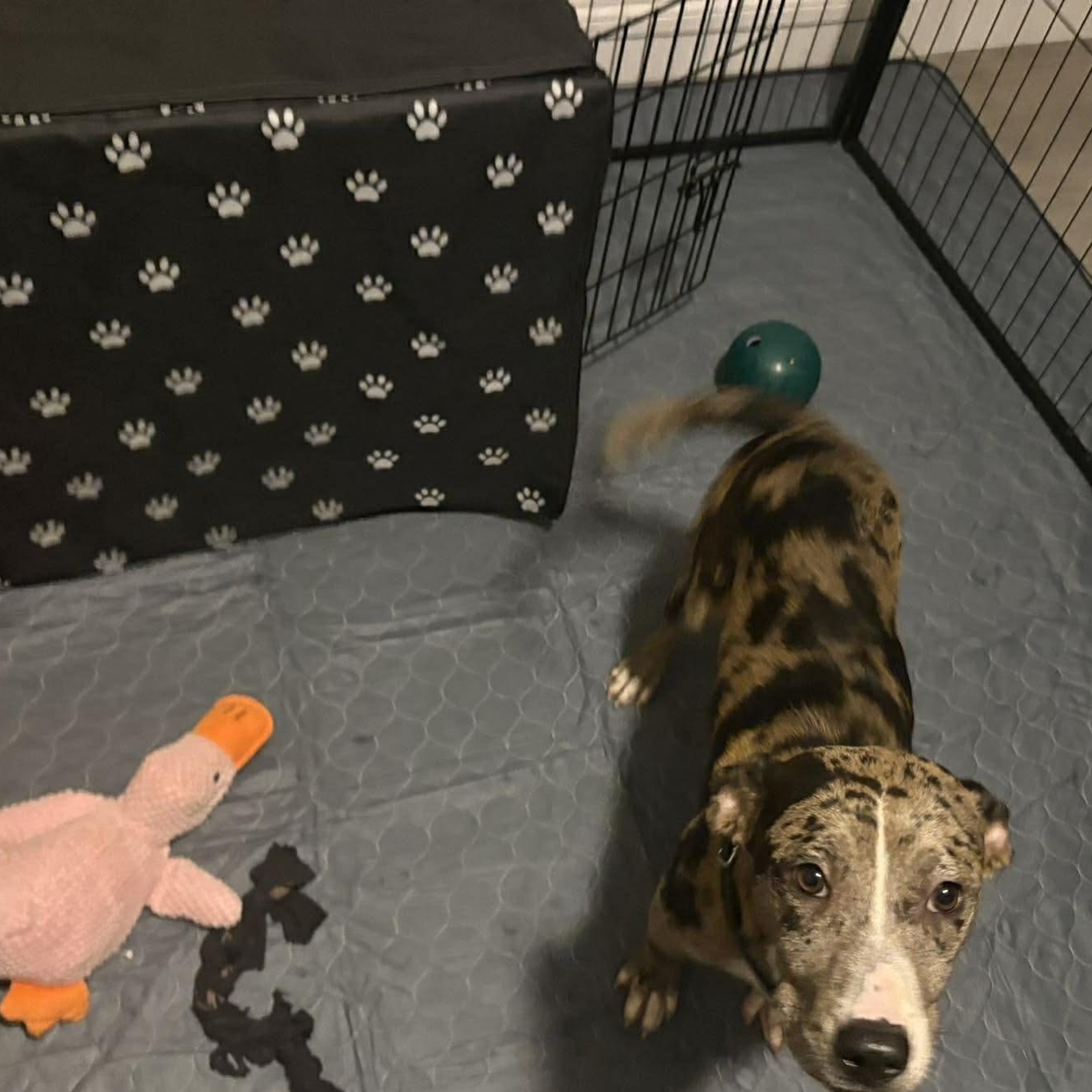 Pearl, a ADOPTABLE mixed breed in Burlington, CT image 5/6