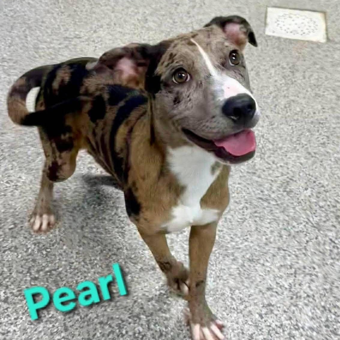 Pearl, a ADOPTABLE mixed breed in Burlington, CT image 1/6