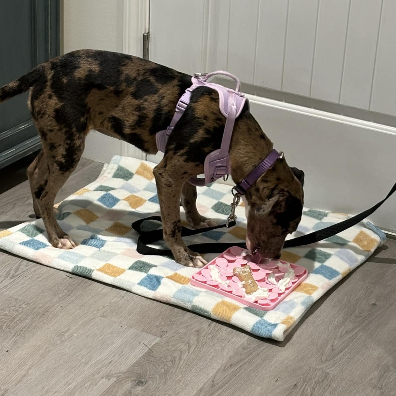 Pearl, a ADOPTABLE mixed breed in Burlington, CT image 4/6