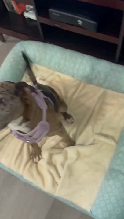 Enlarge Pearl, a ADOPTABLE mixed breed in Burlington, CT video 6/6