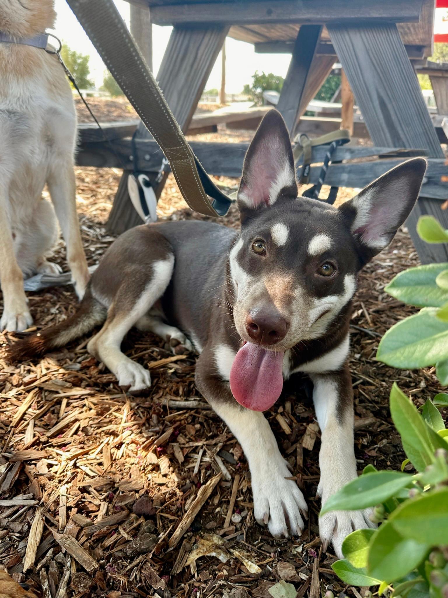 Enlarge Lady, a Adoptable Australian Kelpie in Sacramento, CA image 1/6