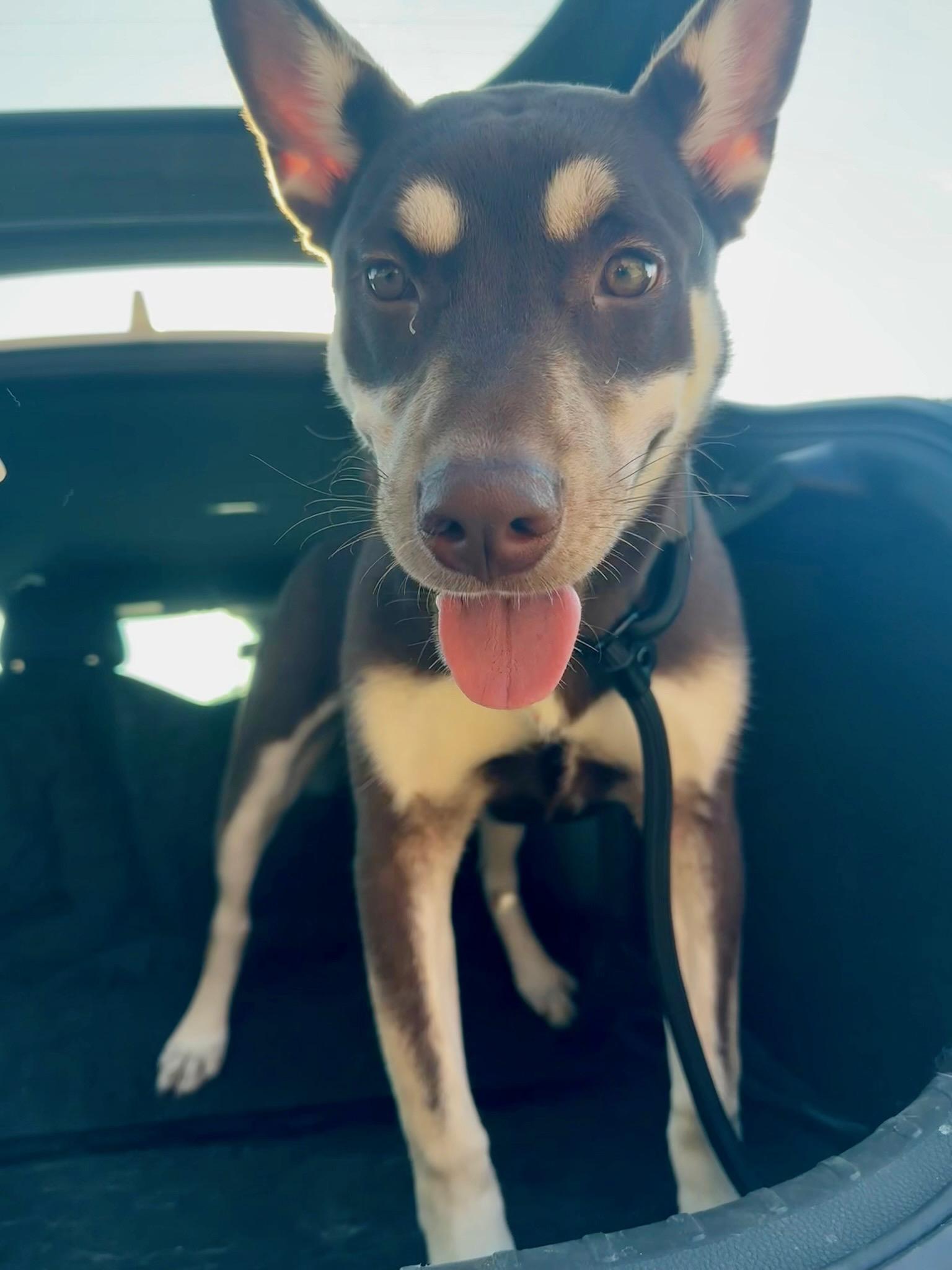 Enlarge Lady, a Adoptable Australian Kelpie in Sacramento, CA image 4/6