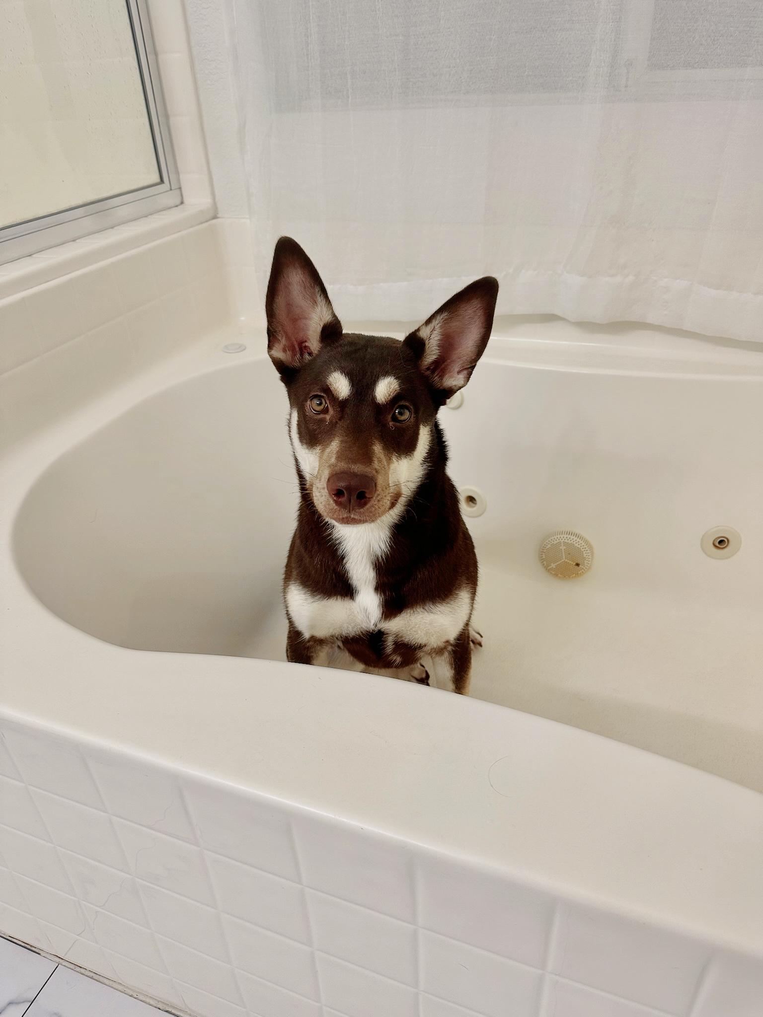Enlarge Lady, a Adoptable Australian Kelpie in Sacramento, CA image 6/6