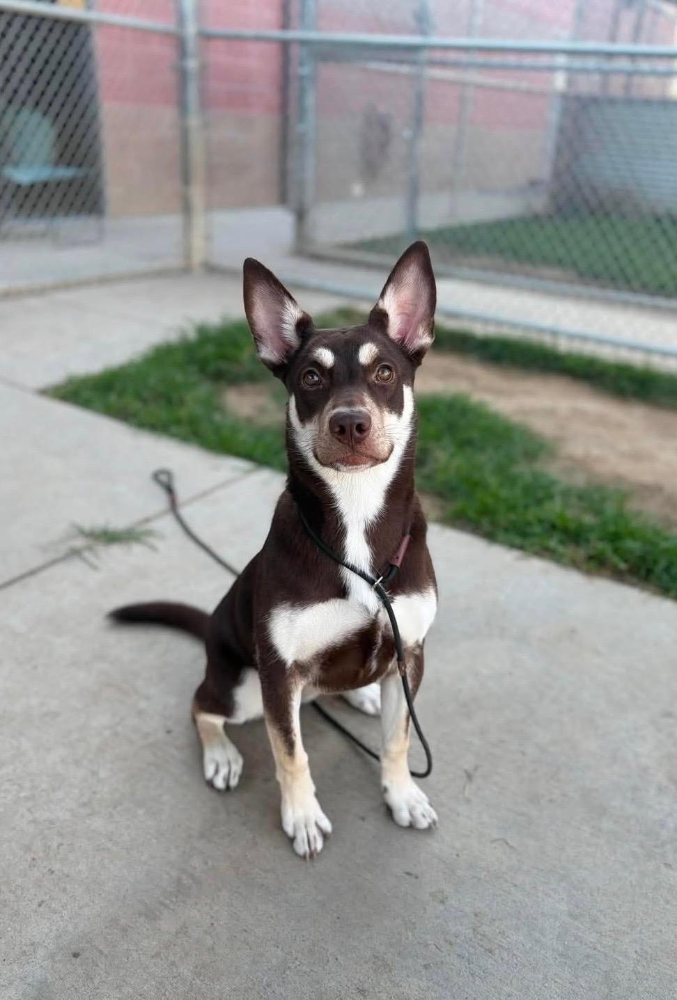 Enlarge Lady, a Adoptable Australian Kelpie in Sacramento, CA image 2/6