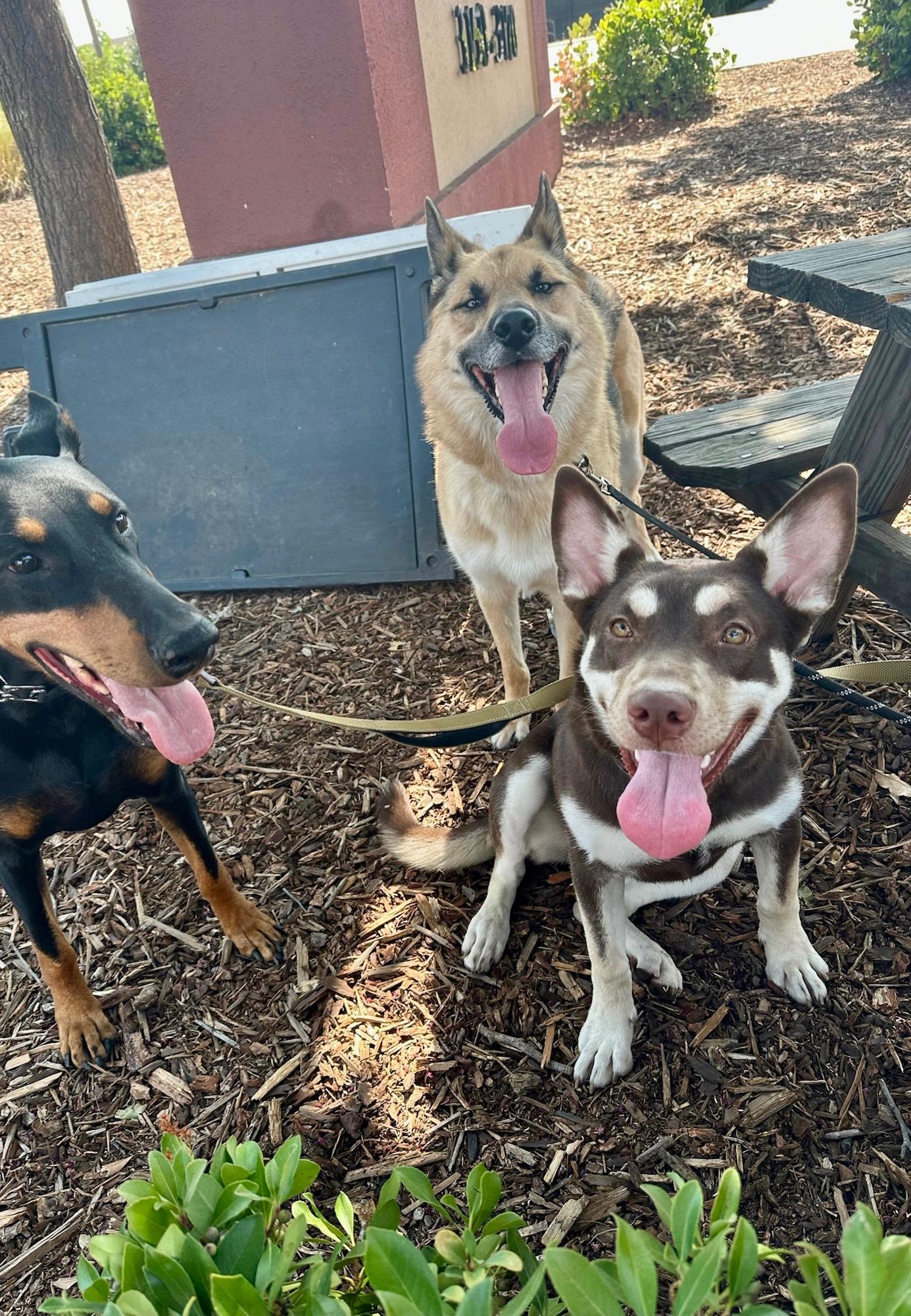 Enlarge Lady, a Adoptable Australian Kelpie in Sacramento, CA image 5/6