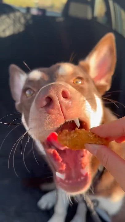 Enlarge Lady, a Adoptable Australian Kelpie in Sacramento, CA video 3/6