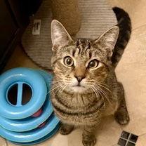 Enlarge Luca, a Adopted Domestic Short Hair in Flushing, NY image 1/1