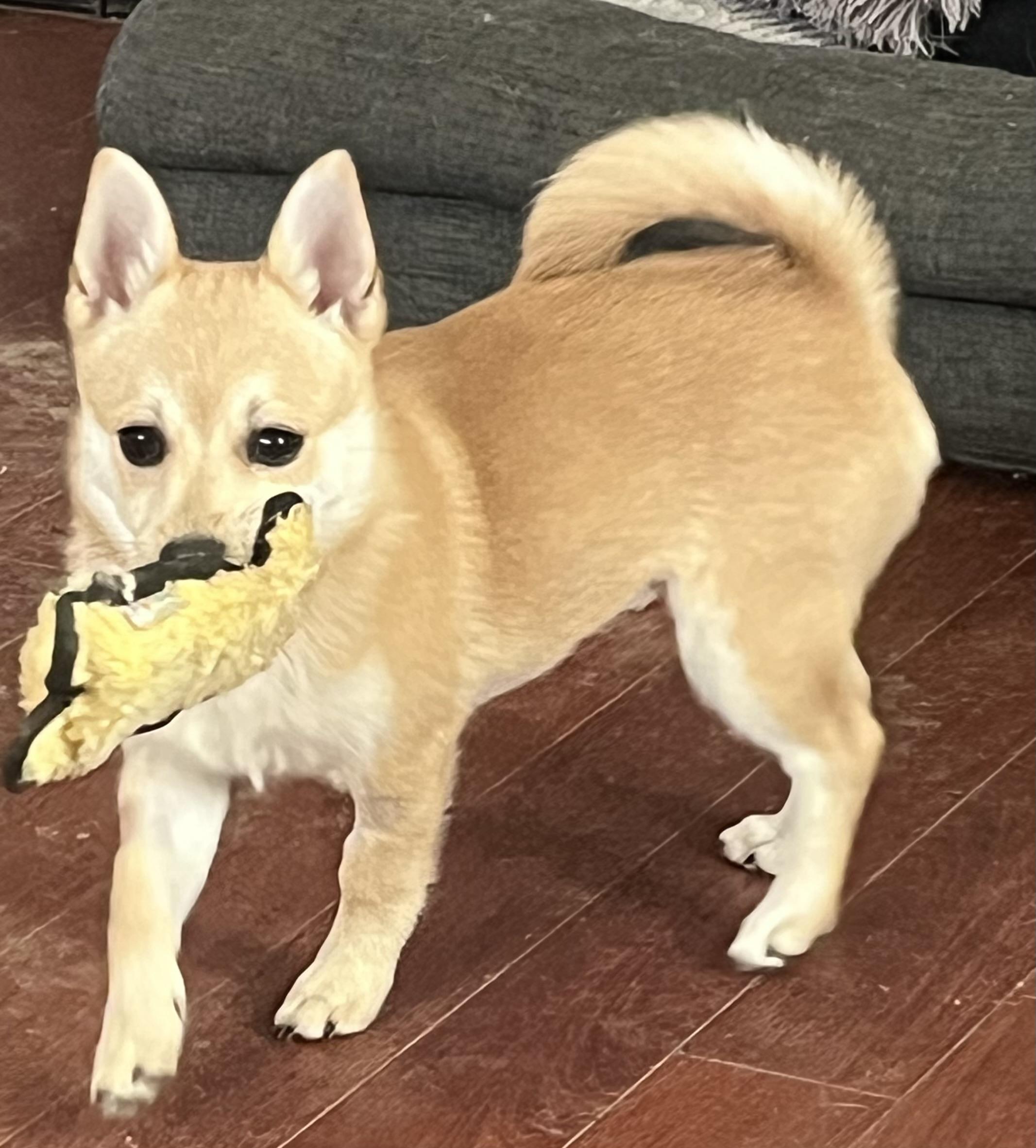 Shina, Adoptable, Puppy Female Shiba Inu.