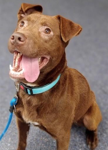 PONGO, Adoptable, Adult Male Labrador Retriever & Mixed Breed.