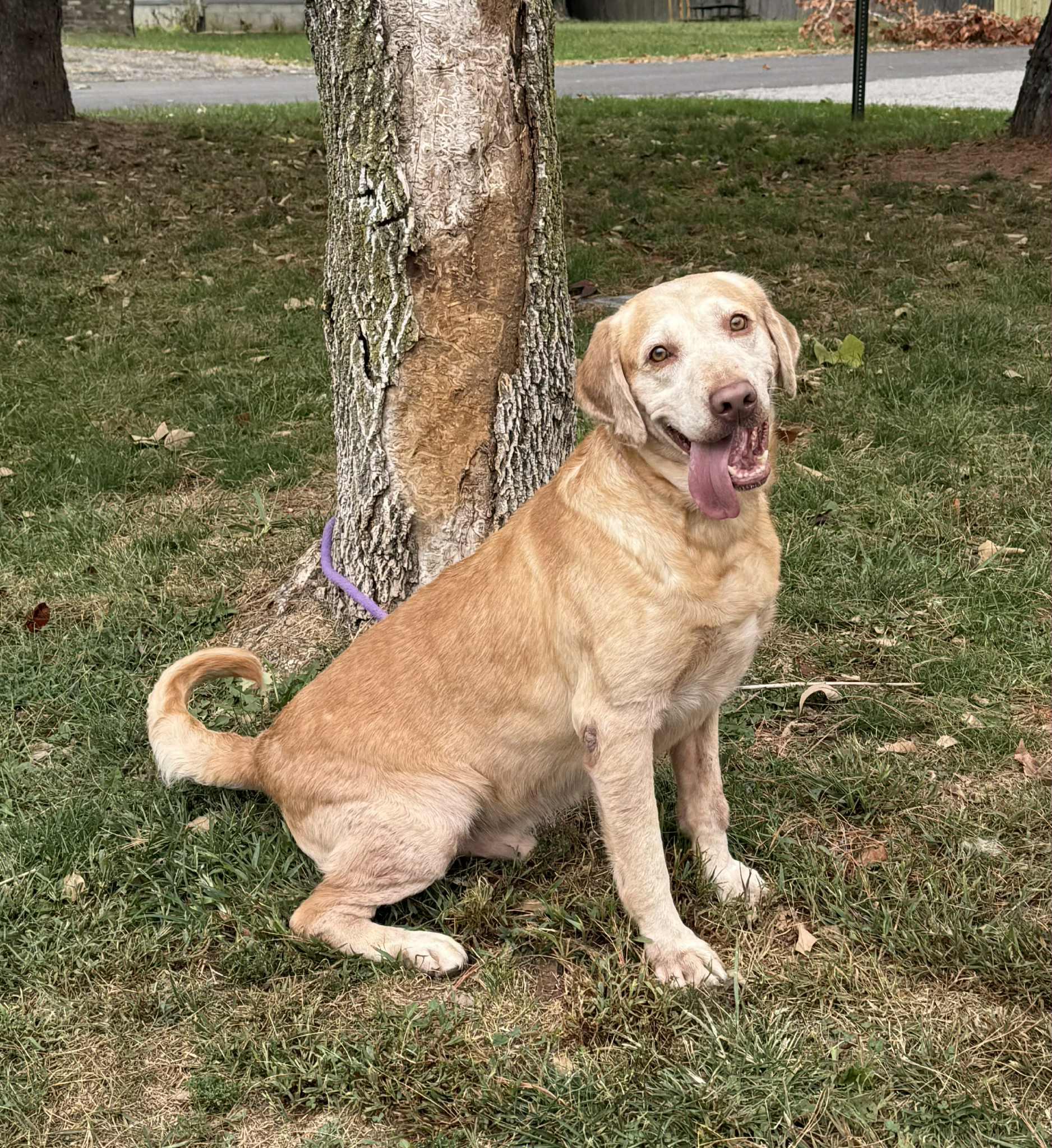 James (in a FOSTER home), Adoptable, Adult Male Pit Bull Terrier & Mixed Breed.
