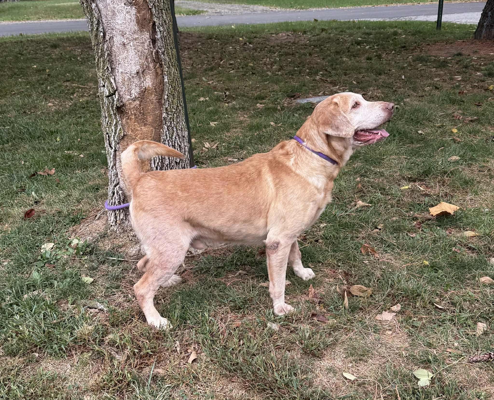 Enlarge James (in a FOSTER home), a Adoptable mixed breed in Springfield, IL image 4/13